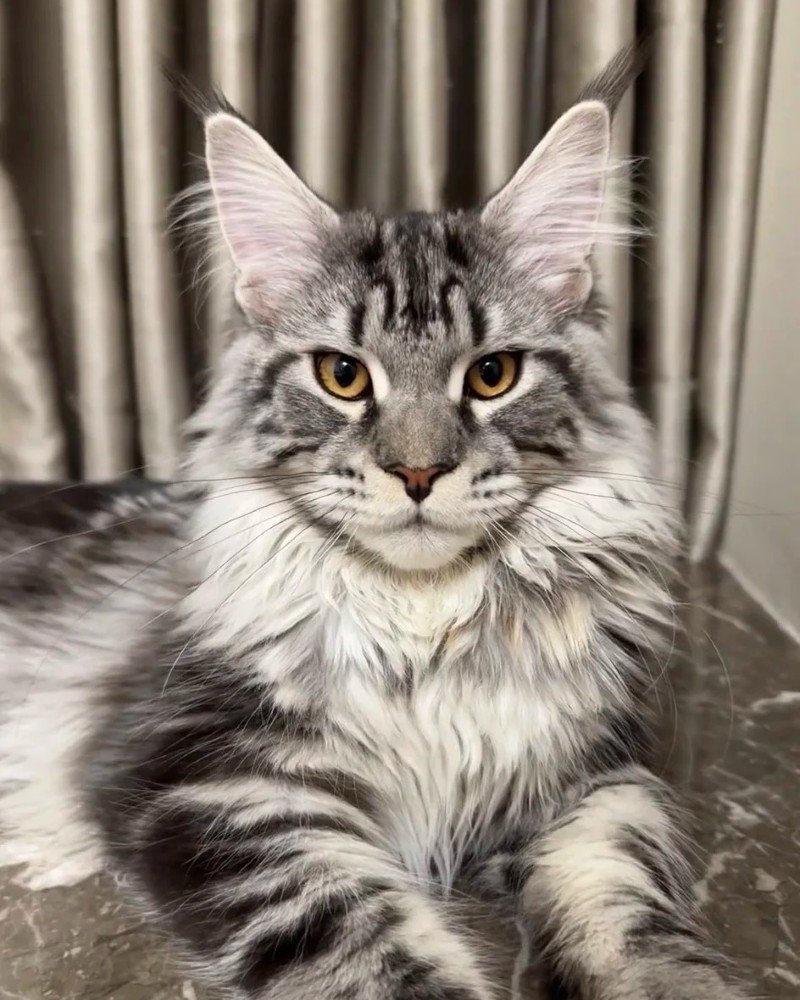mèo maine coon 32