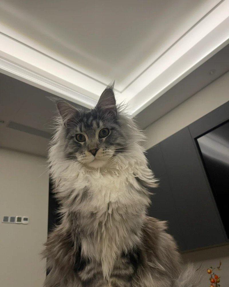 mèo maine coon 33