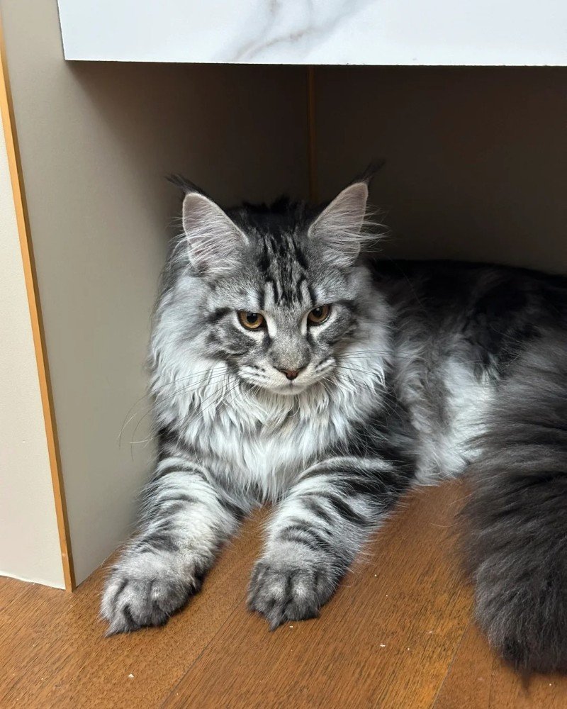 mèo maine coon 4