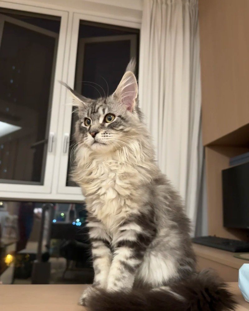 mèo maine coon 6