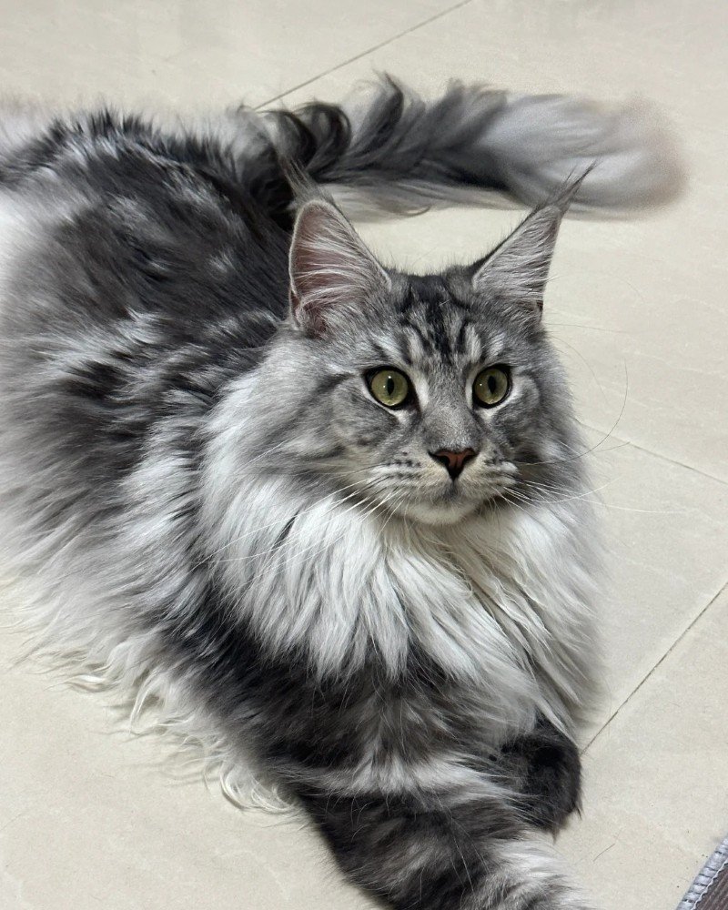 mèo maine coon 7