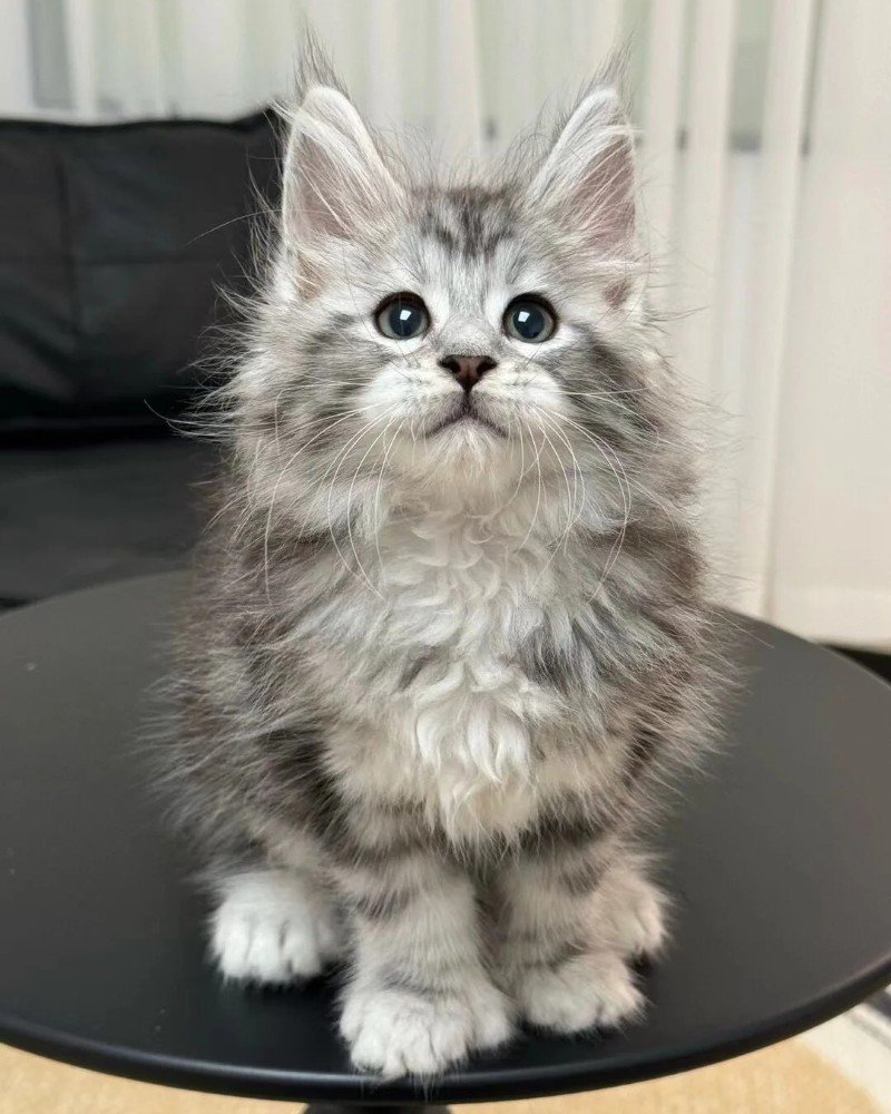 mèo maine coon 8