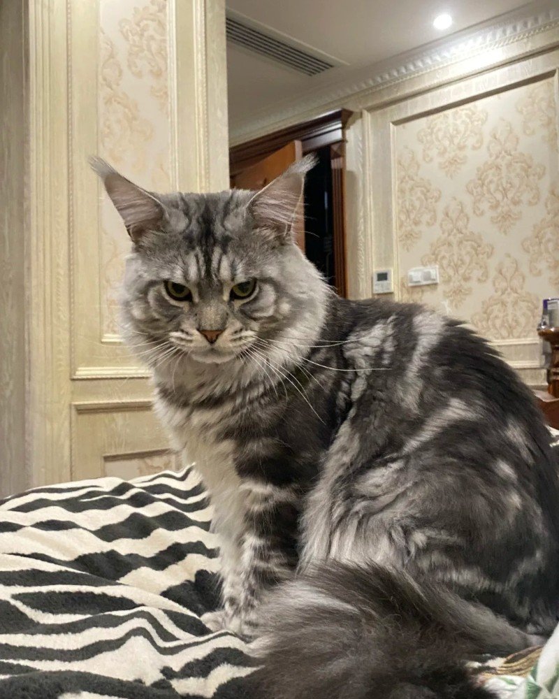 mèo maine coon 9