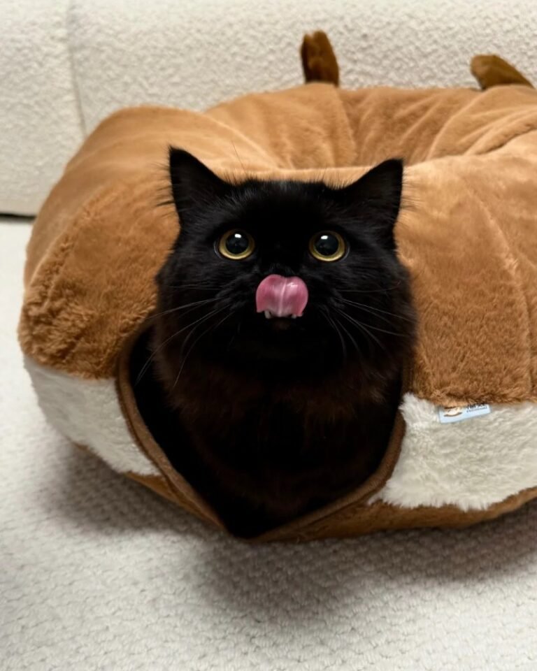 Mèo Mun – Bí Ẩn, Thông Minh Và Cực Kỳ Có Duyên