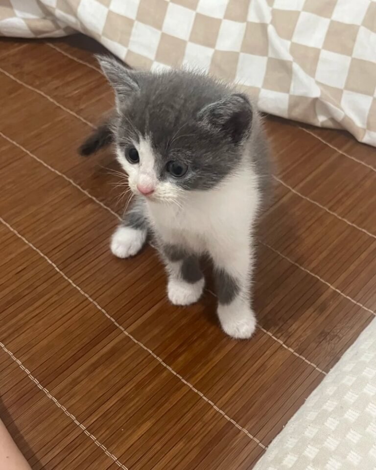 Mèo Mướp – Thông Minh, Gần Gũi Và Rất Có Duyên