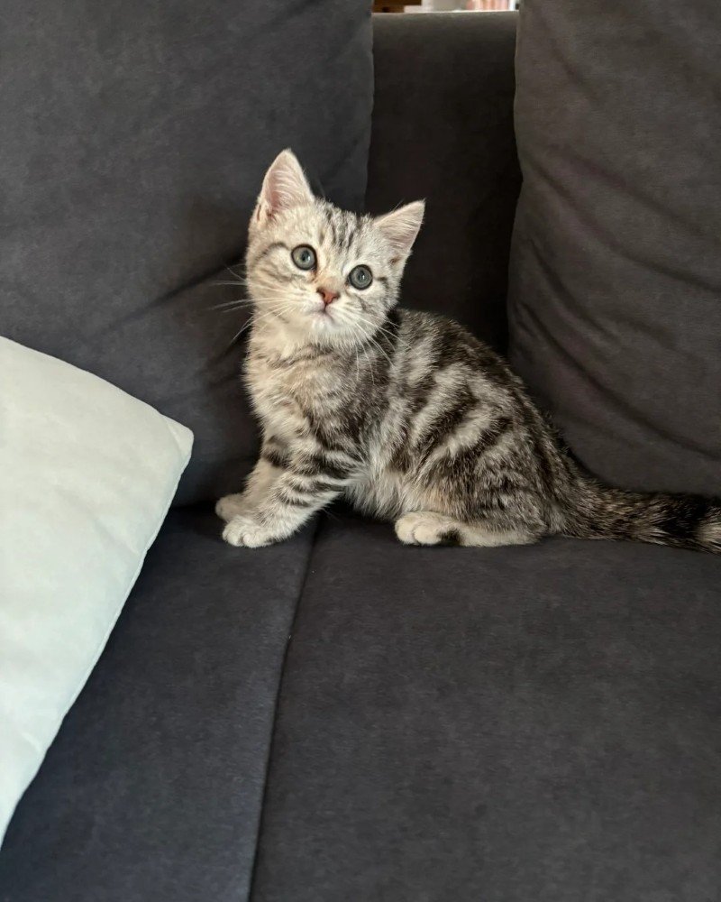 mèo mỹ lông ngắn 10