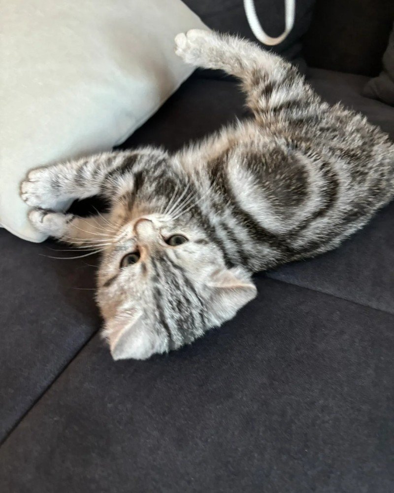 mèo mỹ lông ngắn 11