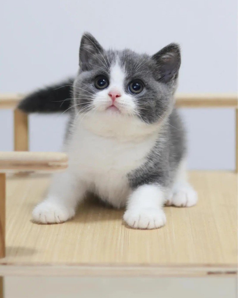 mèo mỹ lông ngắn 14