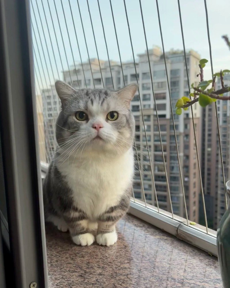 mèo mỹ lông ngắn 15