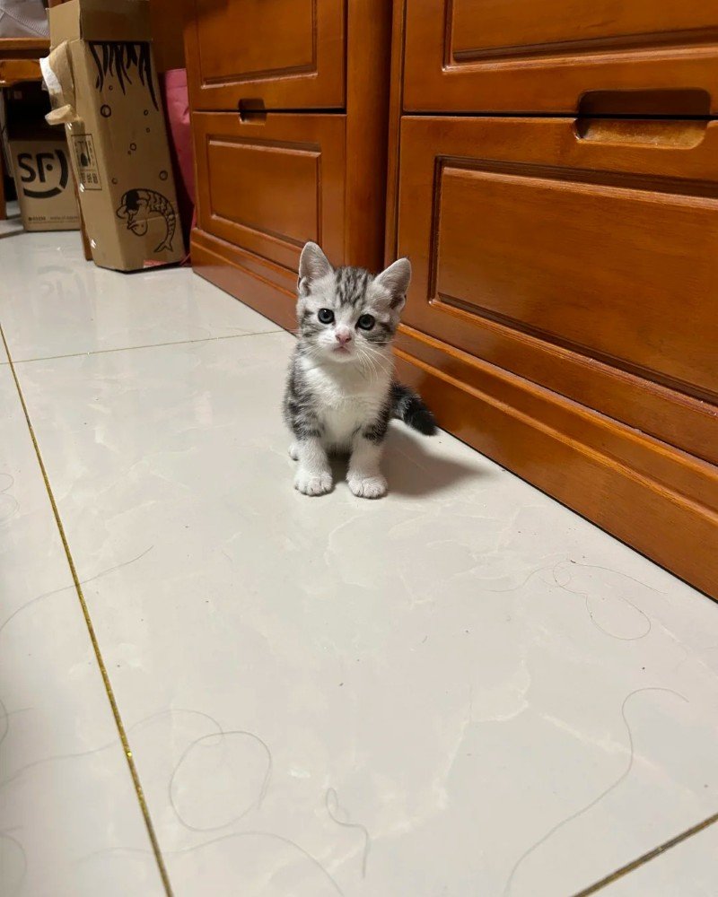 mèo mỹ lông ngắn 16