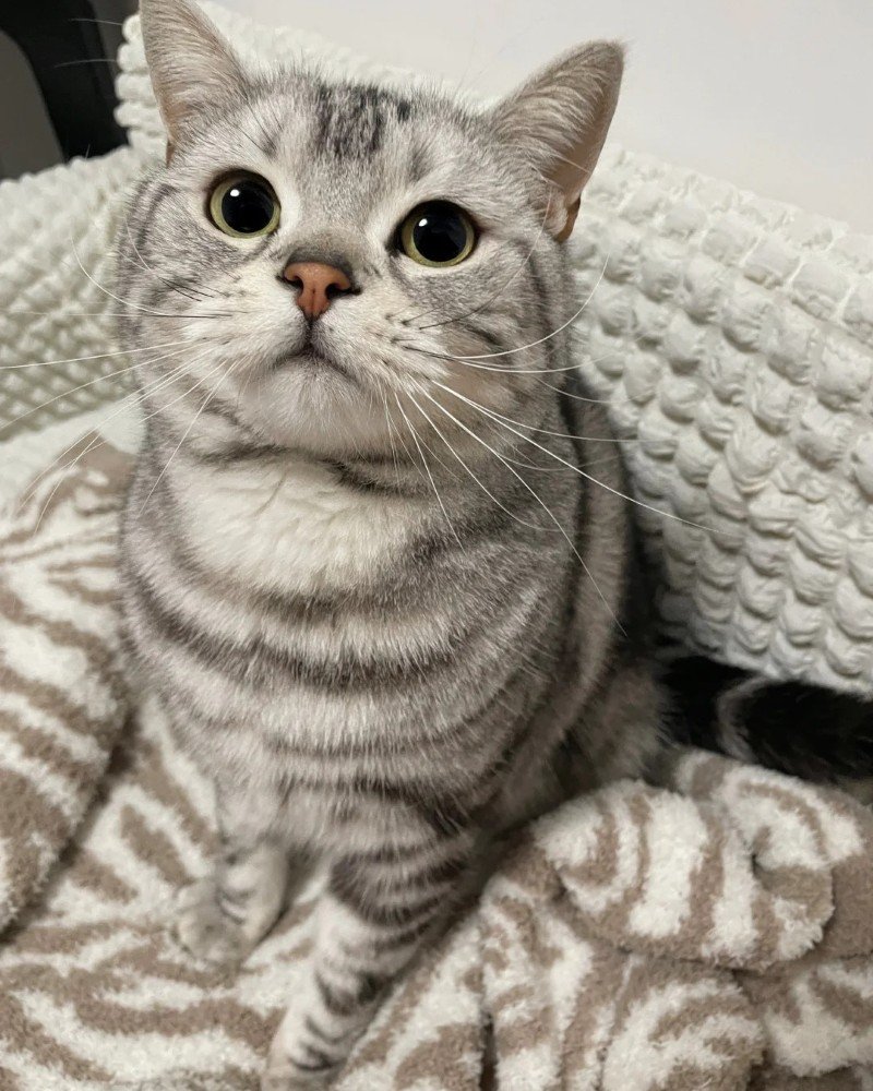 mèo mỹ lông ngắn 17