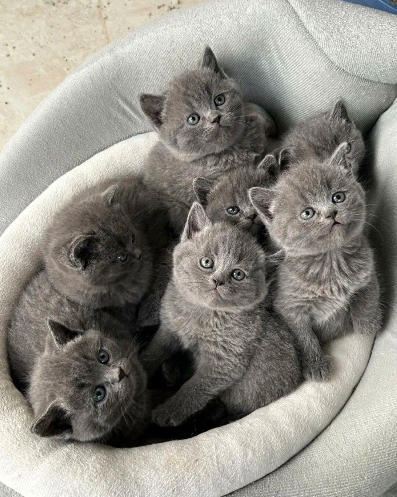 mèo mỹ lông ngắn 2