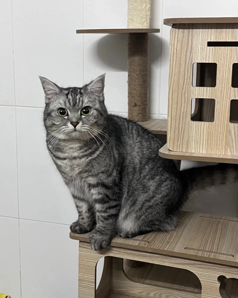 mèo mỹ lông ngắn 20