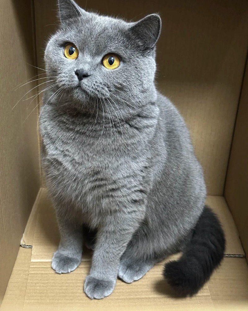 mèo mỹ lông ngắn 21