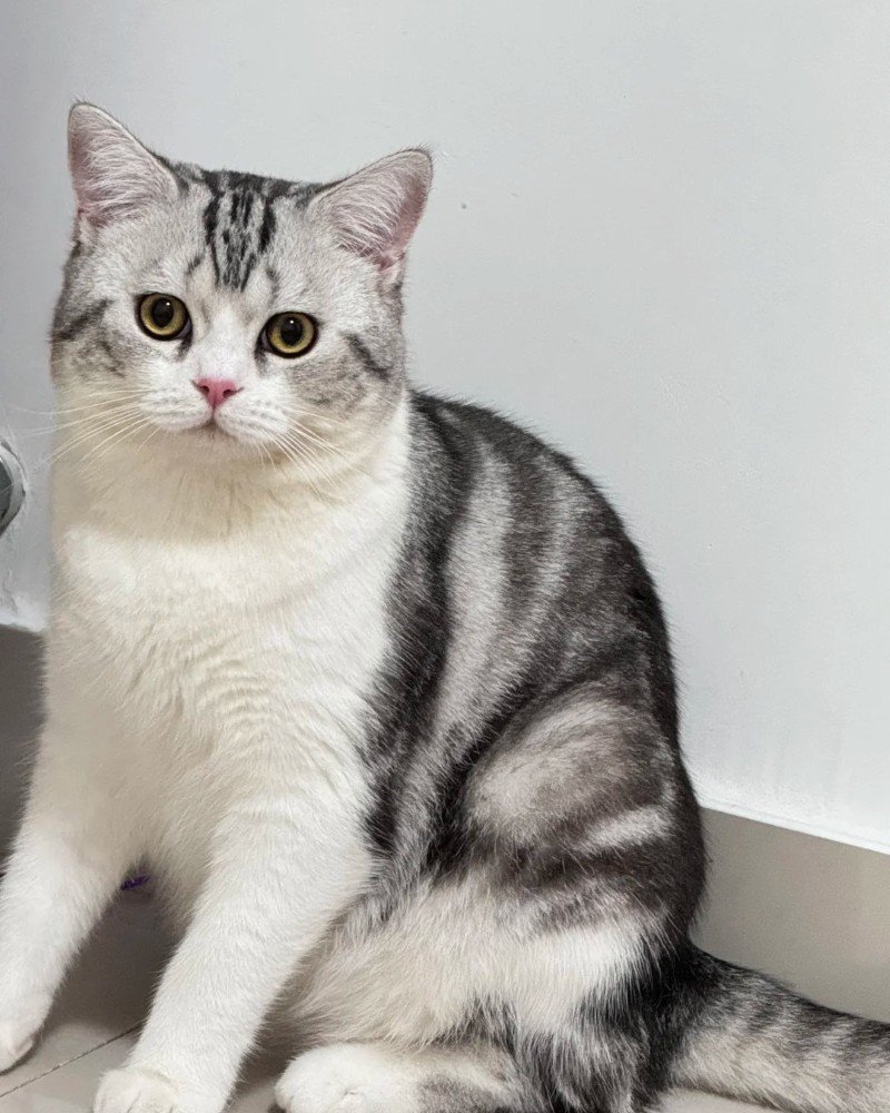 mèo mỹ lông ngắn 22