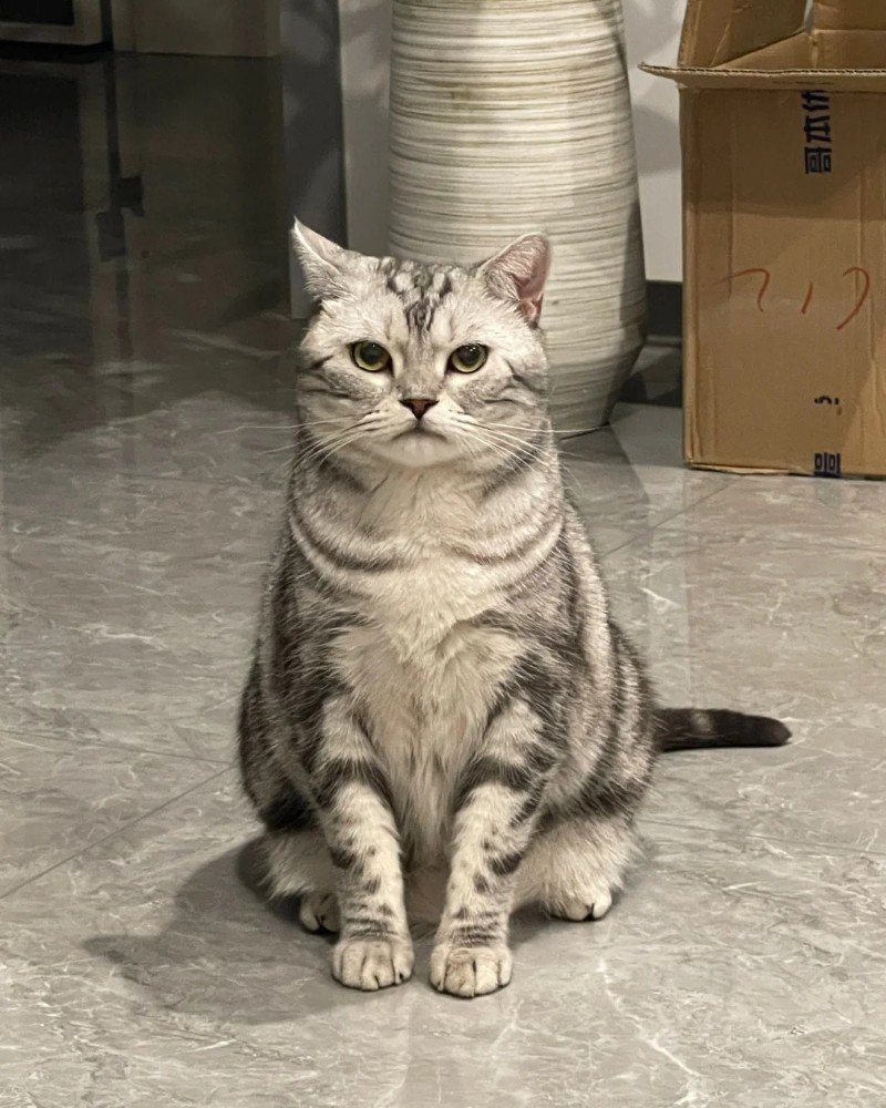 mèo mỹ lông ngắn 23