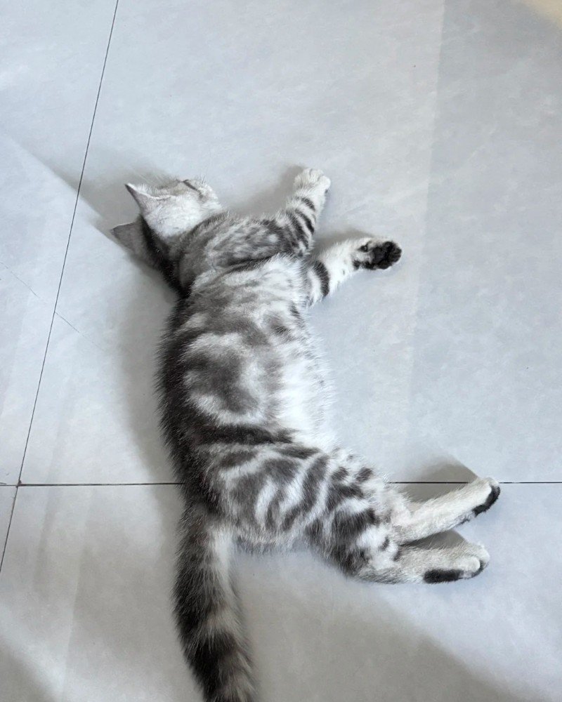 mèo mỹ lông ngắn 24