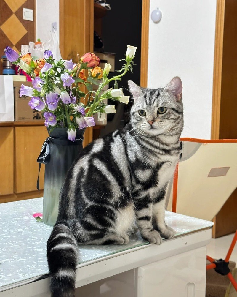 mèo mỹ lông ngắn 26