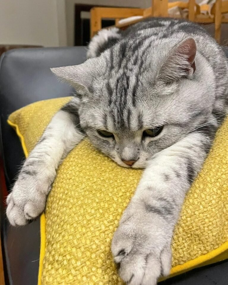 Mèo Mỹ Lông Ngắn – Dễ Nuôi, Thông Minh Và Rất Gần Gũi