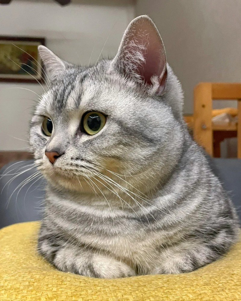 mèo mỹ lông ngắn 28