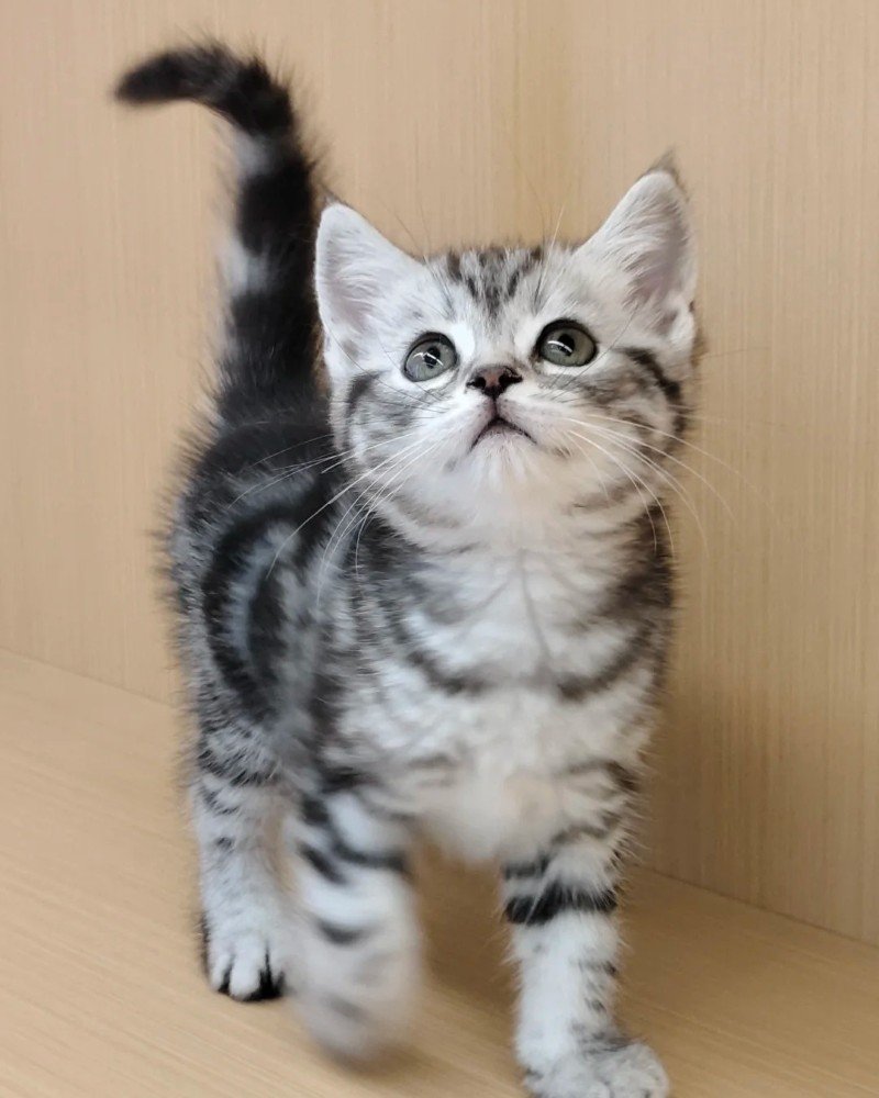 mèo mỹ lông ngắn 29