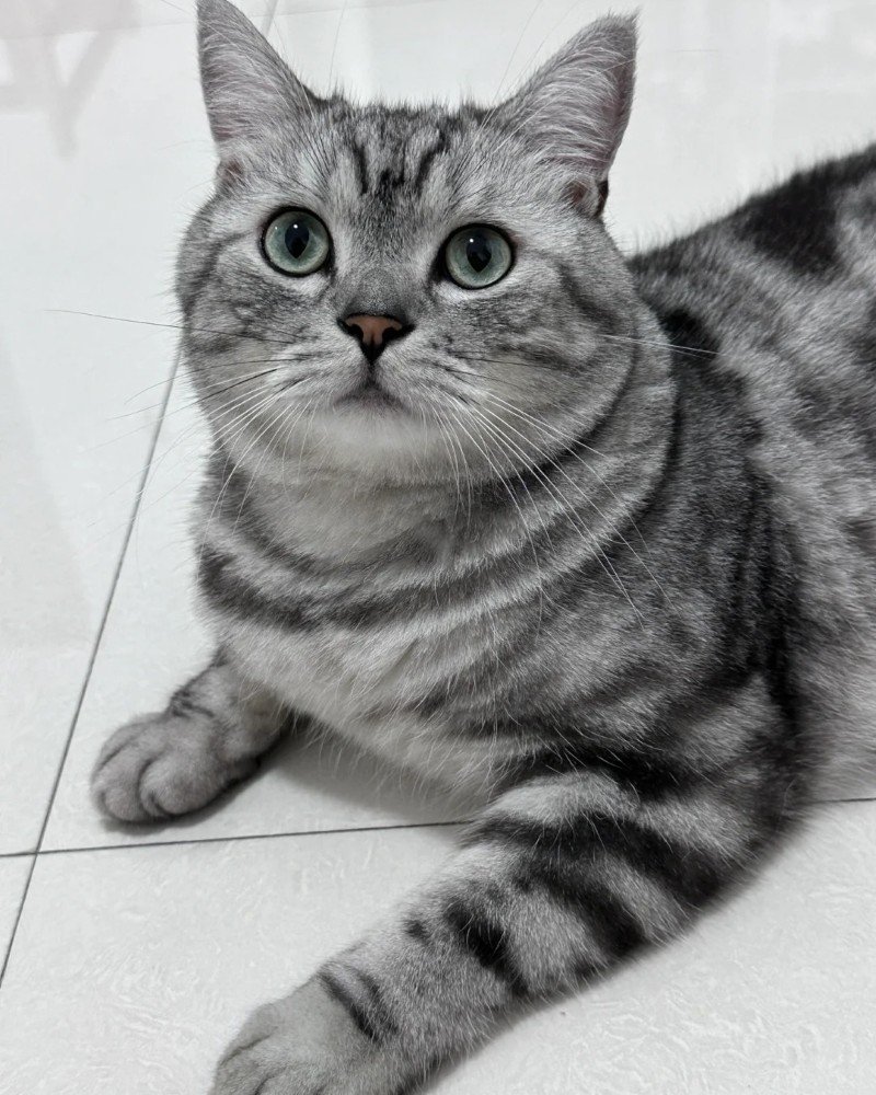 mèo mỹ lông ngắn 3