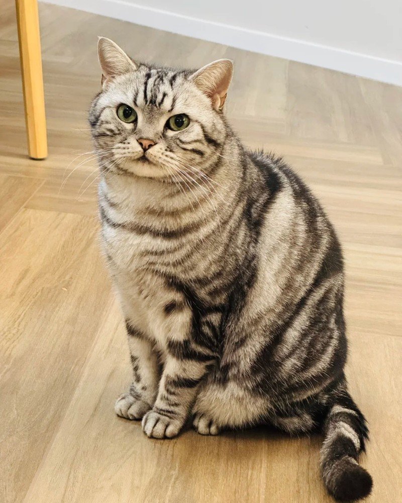 mèo mỹ lông ngắn 31