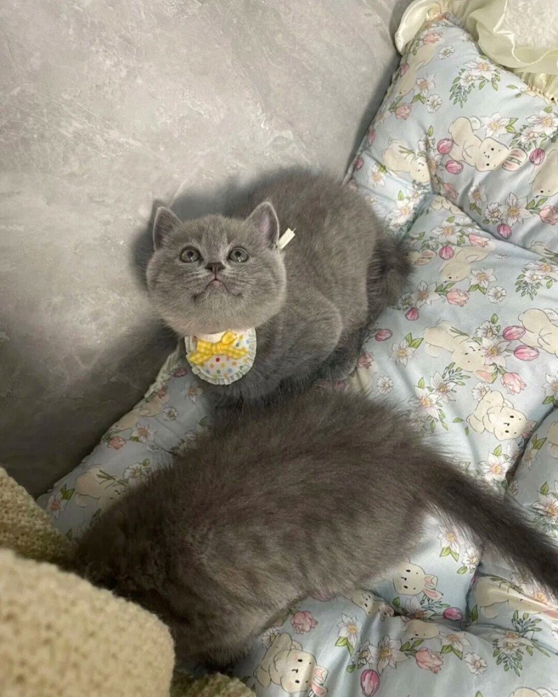 mèo mỹ lông ngắn 4