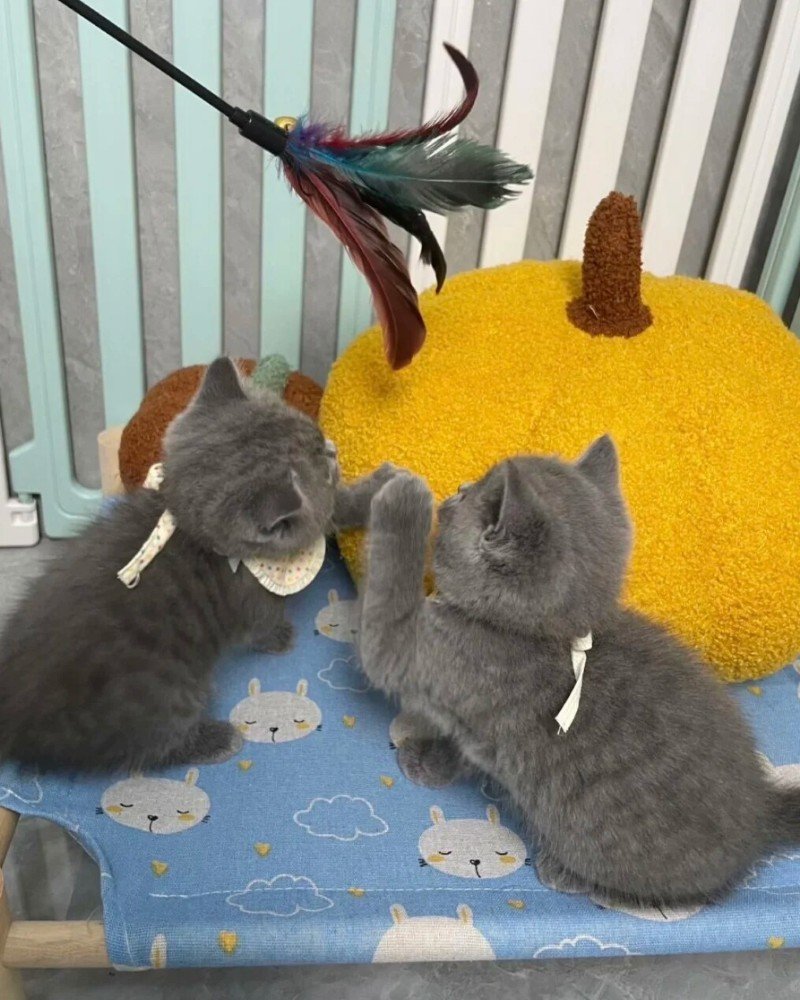 mèo mỹ lông ngắn 5