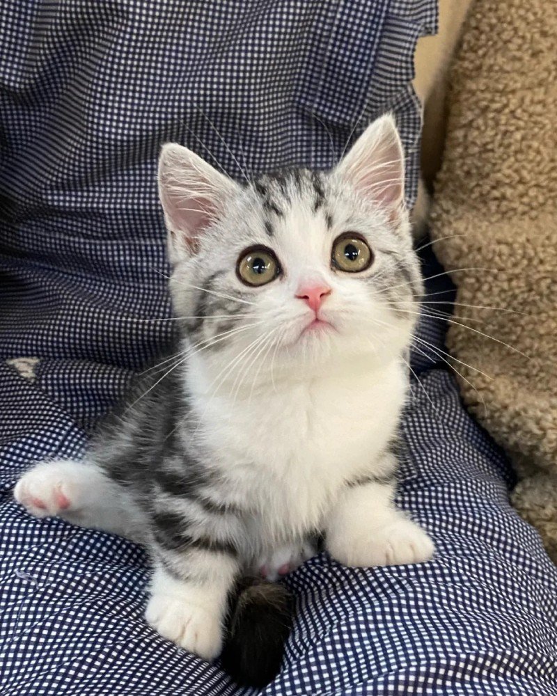 mèo mỹ lông ngắn 6