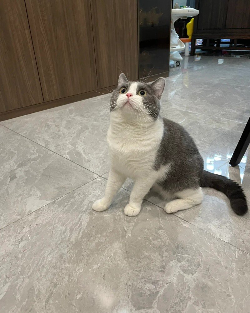 mèo mỹ lông ngắn 7