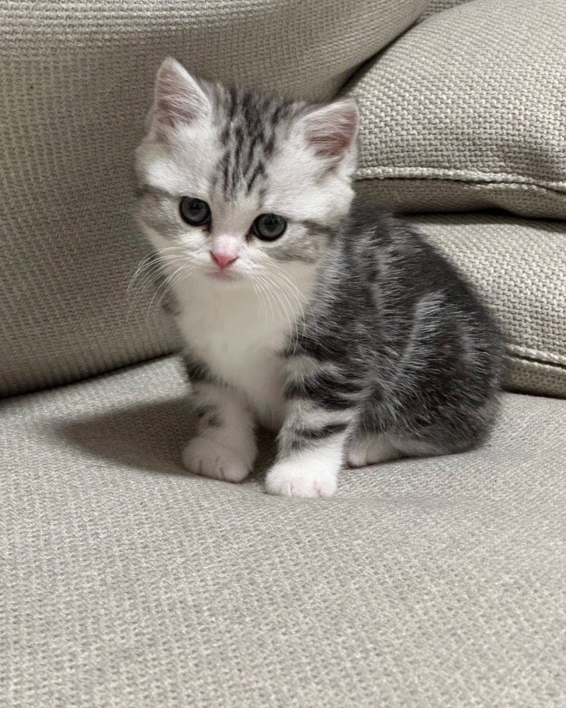 mèo mỹ lông ngắn 8