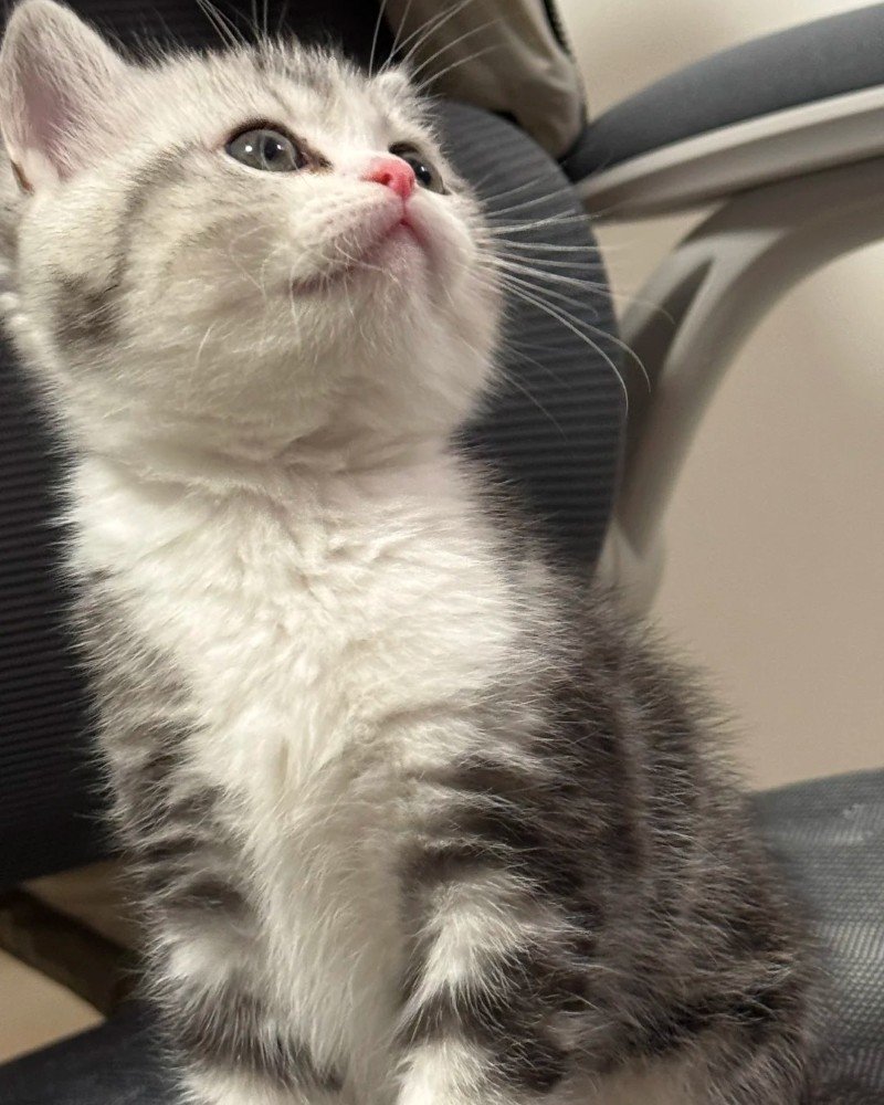 mèo mỹ lông ngắn 9