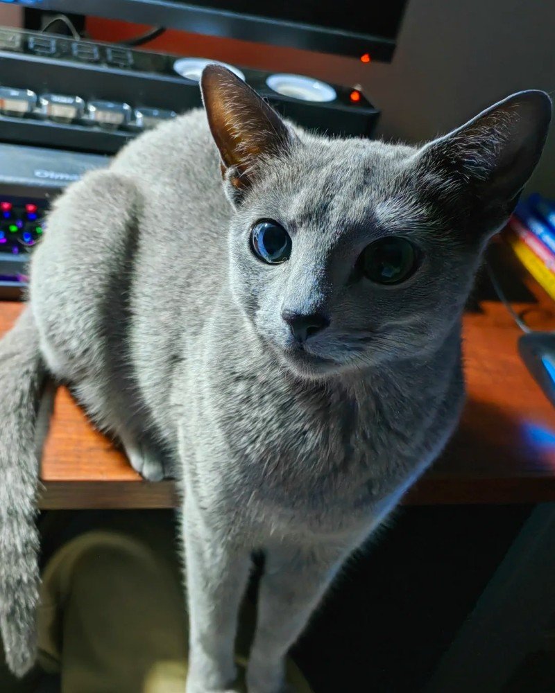 Mèo Nga – Thanh Lịch, Ít Rụng Lông Và Rất Chung Thủy