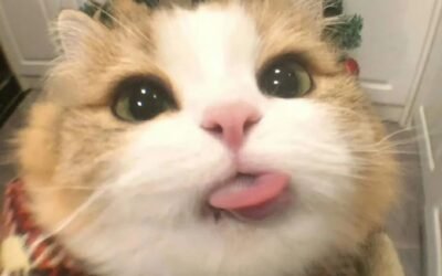 188+ Ảnh Mèo Ngáo – Hình Ảnh Hài Hước Gây Cười