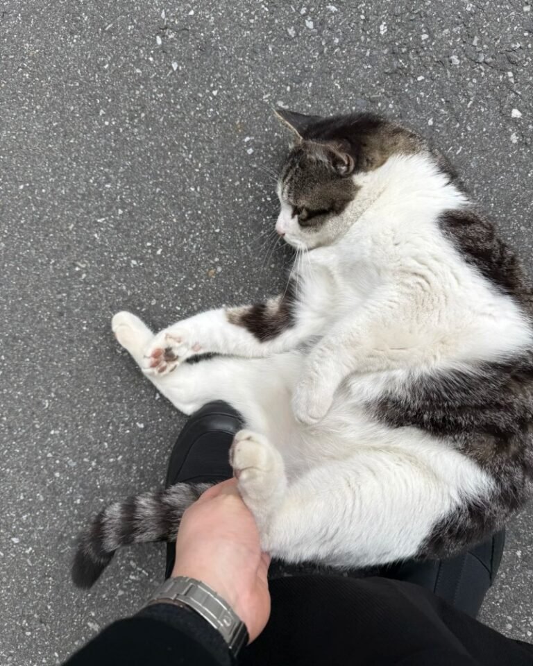 Mèo Nhật – Đuôi Cụt Độc Đáo, Thân Thiện Và Rất Có Duyên