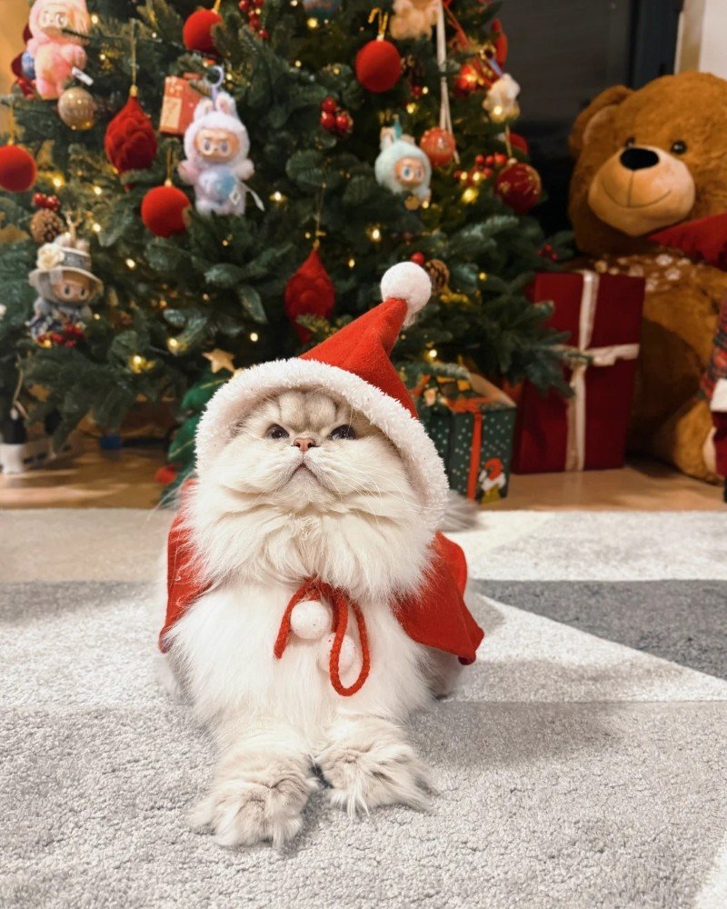 mèo noel 12