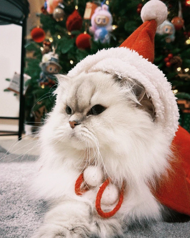 mèo noel 13
