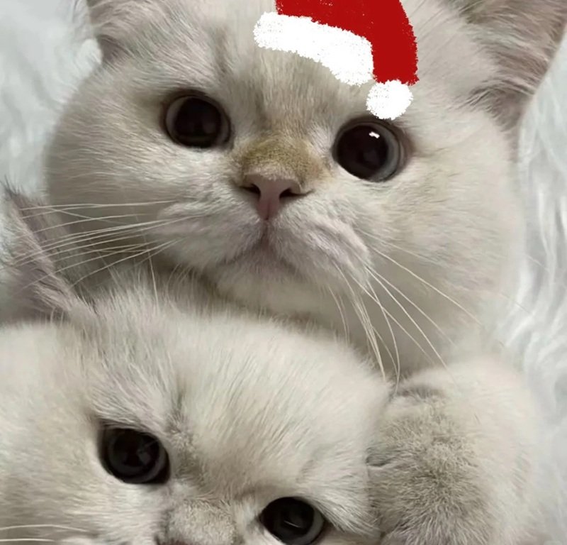 mèo noel 24