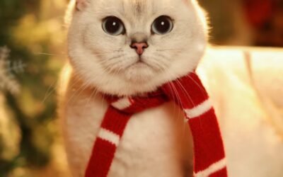 140+ Ảnh Mèo Noel Dễ Thương Mang Không Khí Giáng Sinh