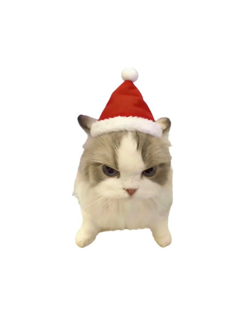 mèo noel 6