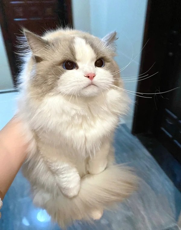 mèo ragdoll 1