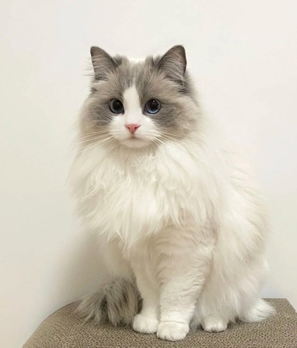 mèo ragdoll 11