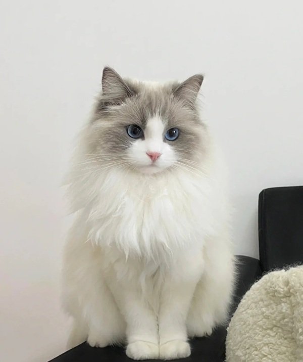 mèo ragdoll 12