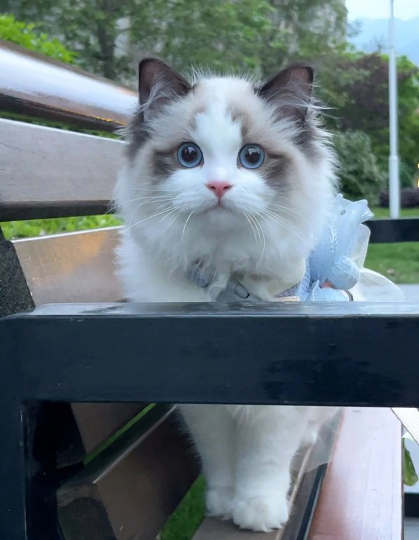mèo ragdoll 13