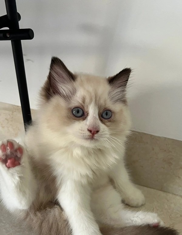 mèo ragdoll 17