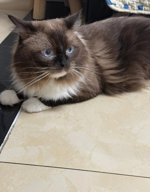 mèo ragdoll 19