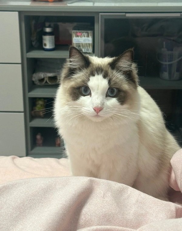 mèo ragdoll 23
