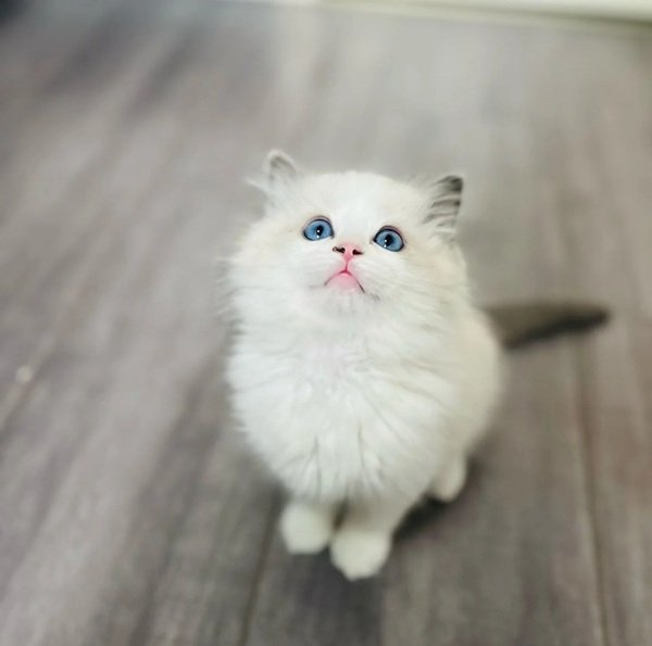 Mèo Ragdoll – Dịu Dàng, Xinh Đẹp Và Rất Quấn Chủ