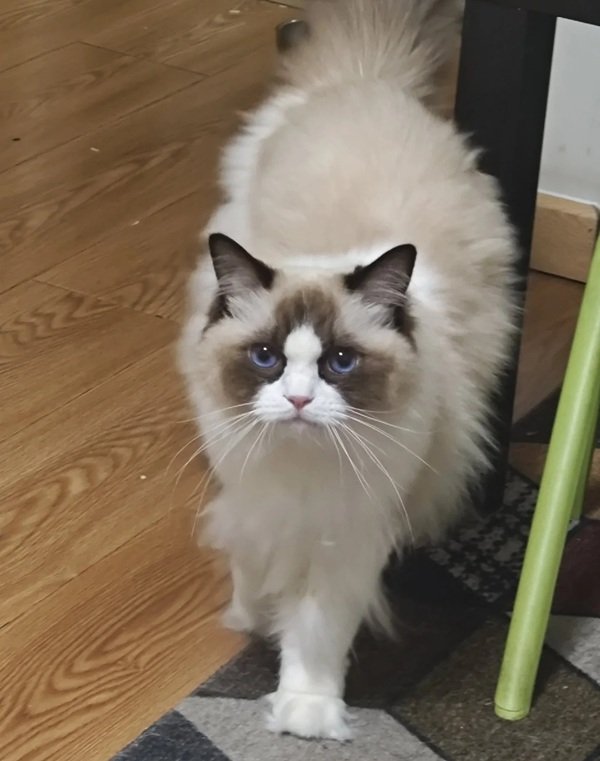 mèo ragdoll 27